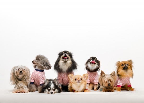 今治市・今治ペットセレモニー