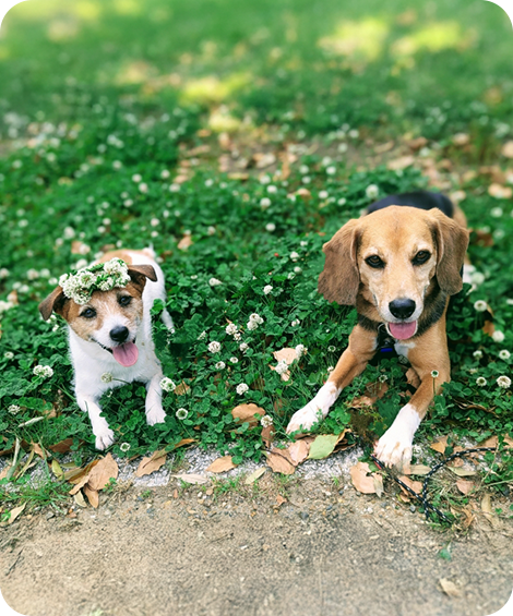 今治ペットセレモニー